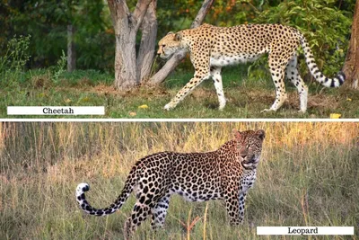 Guide's Eye: Cheetah vs Leopard | Bonamy Private Travel