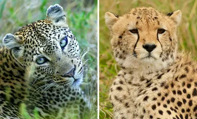 Unterschied Leopard und Gepard - einfach erklärt | FOCUS.de