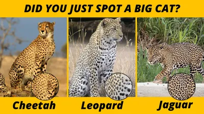 Cheetah vs Leopard: What's the difference? African Big Cats