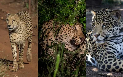 Leopard vs Cheetah Print | Spot The Difference - The Tiniest Tiger