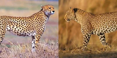 Гепард, леопард, ягуар – отличия окраса, различия внешнего вида, фото