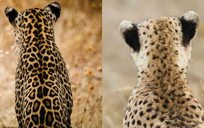 Zambia Safari Part II: Leopard Sightings — Robert Groos Photography