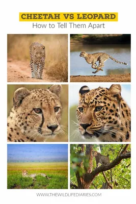Gepard hi-res stock photography and images - Alamy