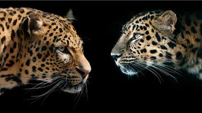 Cheetah vs. Leopard: Do You Know the Difference? | Rhino Africa Blog