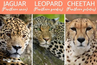 Гепард и леопард - красивые фото