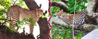What are the differences between Cheetah and Leopard? This speciality makes  them different | NewsTrack Hindi 1