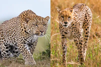 Cheetah vs Leopard - How to Tell the Two Cats Apart