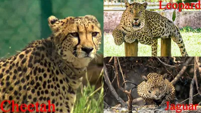 Vector Illustration, Set of Cartoon Cute Felids. Cheetah, Lion, Tiger,  Jaguar, Leopard Stock Vector - Illustration of dangerous, orange: 157010886