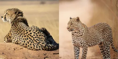 Spot the difference – do leopards inherit their patterns from their  mothers? - Africa Geographic