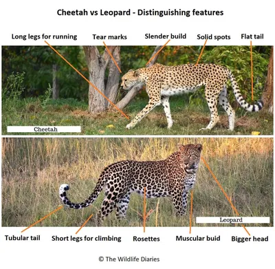 Difference Between Leopard and Cheetah in Tabular Form
