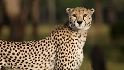 Скачать 1920x1080 гепард, животное, взгляд, хищник, дикая природа, африка  обои, картинки full hd, hdtv, fhd, 1080p