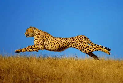 Гепард в прыжке - 69 фото