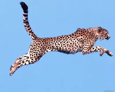 Гепард в длинном прыжке, гепарды, животные, кошки х - Обои для рабочего  стола