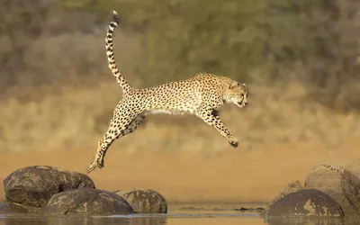 гепард расслабился, но готов к прыжкам Стоковое Фото - изображение  насчитывающей запятнано, фауна: 236698446