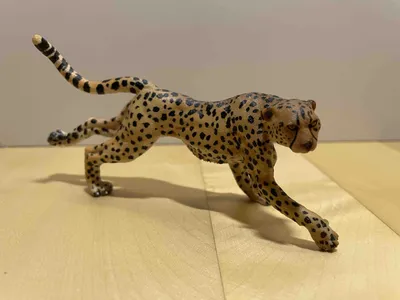 Вокруг света - Гепард — самое быстрое наземное животное. Чтобы поймать  импалу, ему приходится демонстрировать чудеса эквилибристики. Гепард —  спринтер: всего за три-четыре секунды он может развить скорость до 90 км/ч.  Но