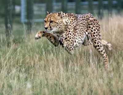 Самое быстрое животное в африке - 73 фото