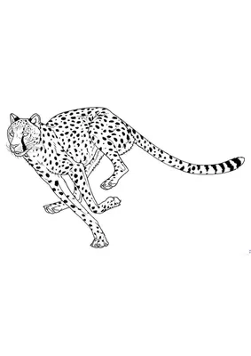 Скачать 1680x1050 гепард, большая кошка, прыжок, трава, красивый обои,  картинки 16:10