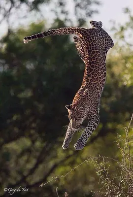 Прыжок леопарда » Леопарды » Кошачья галерея » Magnus Felidae (Великие  Кошачьи) - красота и превосходство!