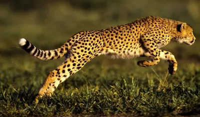 Как бегает гепард - самое быстрое животное на Земле