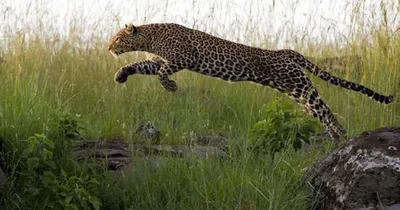 Фото Леопард в прыжке, ву greg du toit