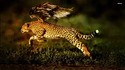 гепард прыгает с обрыва для птицы Иллюстрация штока - иллюстрации  насчитывающей горы, кот: 272199817