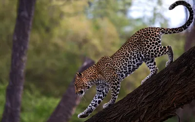 Ручной портрет бегущего гепарда. Векторная иллюстрация . Векторное  изображение ©airin.dizain 141763266