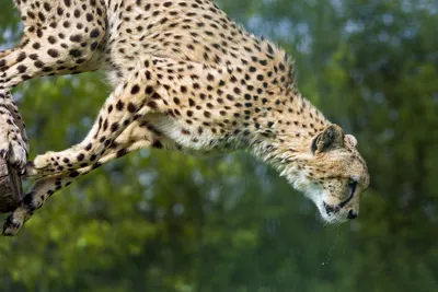Картинка гепард Большие кошки в прыжке животное 2560x1706