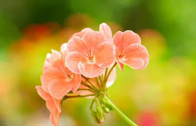 Фото Герань цветок Крупным планом