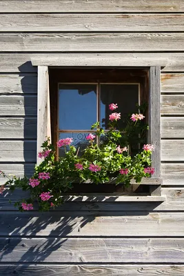 Розовая герань в оконной раме деревянного дома в Вальсе изображение_Фото  номер 501504512_JPG Формат изображения_ru.lovepik.com