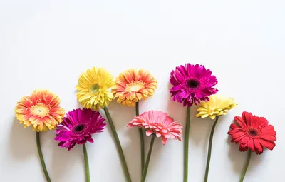 Обои цветы, colorful, герберы, pink, flowers, spring, gerbera картинки на  рабочий стол, раздел цветы - скачать
