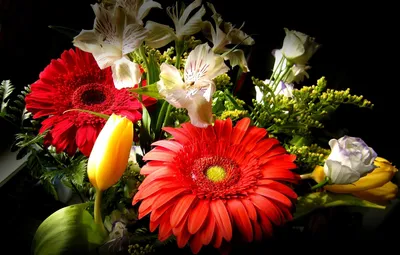 Обои цветы, фото, герберы картинки на рабочий стол, раздел цветы - скачать
