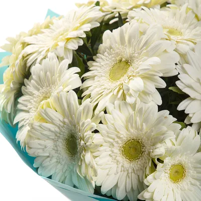 Букет из 21 белой герберы - купить в Москве по цене 4290 р - Magic Flower