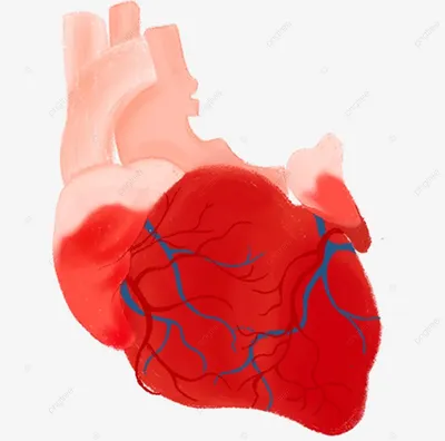 Сердце медицинского органа ткани человека PNG , Медицинское лечение,  Человеческая ткань, орган PNG рисунок для бесплатной загрузки