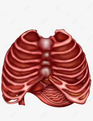 Ребра органов медицинской ткани человека PNG , человеческий организм,  Медицинское лечение, организация PNG рисунок для бесплатной загрузки