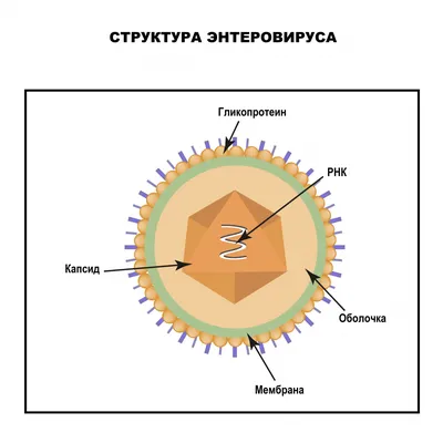 Энтеровирусные инфекции - причины появления, симптомы заболевания,  диагностика и способы лечения