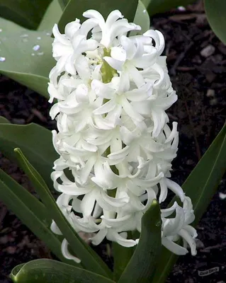 Гиацинт Айолос (Hyacinthus Aiolos) - описание сорта, фото, саженцы,  посадка, особенности ухода. Дачная энциклопедия.