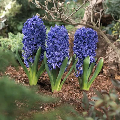 Гиацинт Marie - Гиацинт - GardenPlants