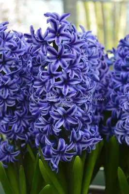 Гиацинт Блю Джекет (Hyacinthus Blue Jacket) - Луковицы гиацинтов - купить  недорого гиацинты в Москве в интернет-магазине Сад вашей мечты