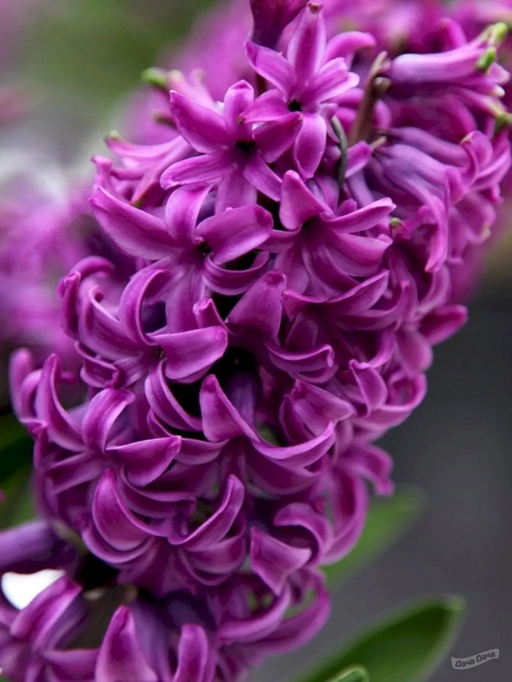 Purple hyacinth. Гиацинт перпл Сенсейшн. Гиацинт Пурпл сенсейшен. Гиацинт Purple Sensation. Гиацинты пурпур Прайд.