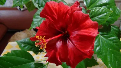 Китайская роза или гибискус. Chinese hibiscus. - YouTube
