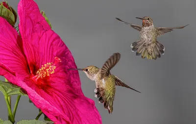 Обои цветок, птицы, колибри, гибискус картинки на рабочий стол, раздел  животные - скачать