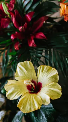 Обои цветковое растение, цветок, лепесток, гибискус, Гавайский гибискус на  телефон Android, 1080x1920 картинки и фото бесплатно