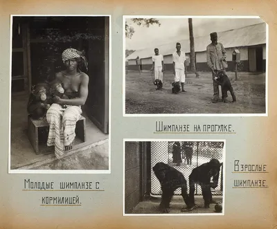Эксперименты советского учёного по скрещиванию человека с обезьяной. Чем  они закончились? – K-News