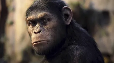 Зачем испанские ученые работают над созданием химеры человека и обезьяны в  Китае? - Hi-News.ru