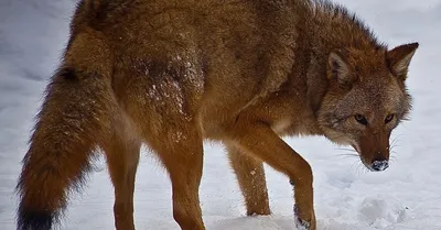 Зоологический форум / Гибриды семейства собачьих (Canidae)