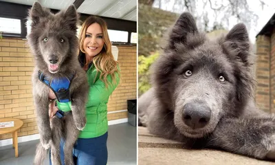 портрет взрослой волчонки Canis Lupus. гибрид волка и собаки Стоковое Фото  - изображение насчитывающей серо, генетическо: 216922276