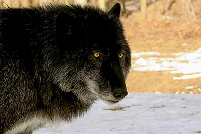 Картинки по запросу гибрид волка и собаки | Wolf dog, Animals wild, Black  wolf