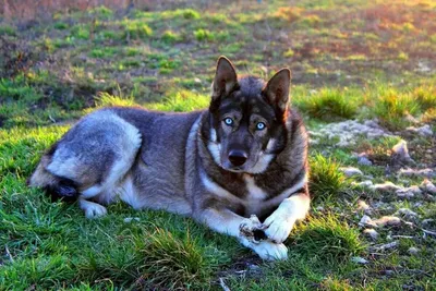 Чехословацкая волчья собака (Сzechoslovakian wolfdog) - это бесстрашная,  активная и смелая порода собак. Фото, описание и отзывы.