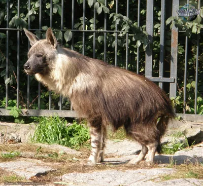 Бурая гиена - Гиены | Некоммерческий учебно-познавательный интернет-портал  Зоогалактика