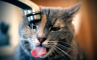 Кот пьет воду из под крана - Прикольные - Обои на рабочий стол - Галерейка